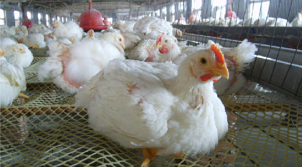 肉雞飼料配方設(shè)計原理