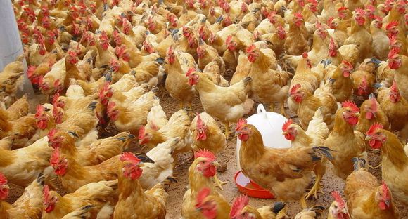 蛋雞疾病發(fā)生常見(jiàn)的主因與誘因以及防治措施